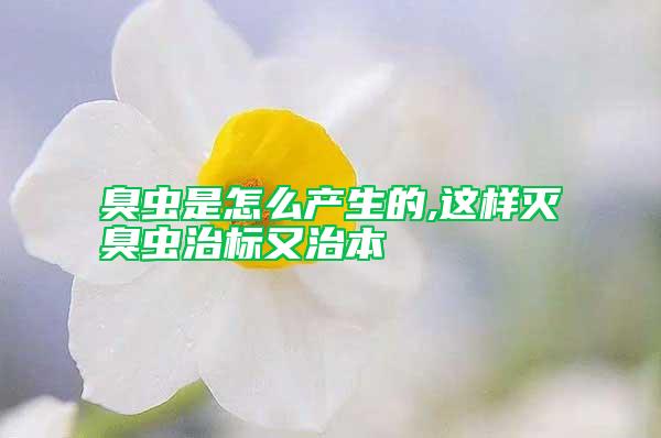 臭蟲是怎么產生的,這樣滅臭蟲治標又治本