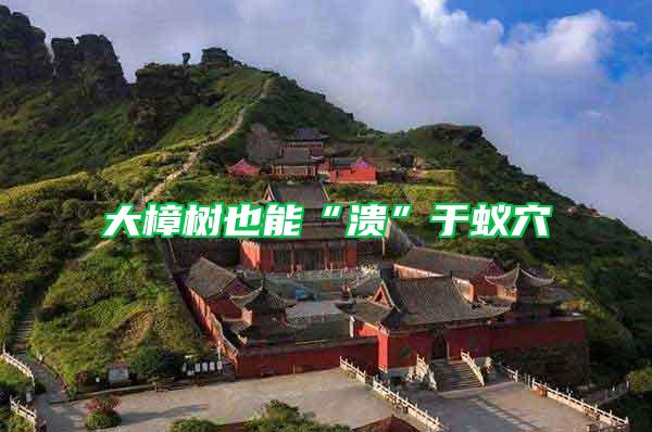 大樟樹(shù)也能“潰”于蟻穴