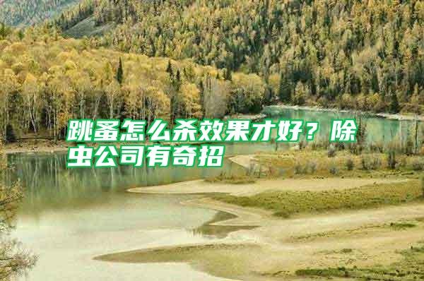 跳蚤怎么殺效果才好？除蟲公司有奇招