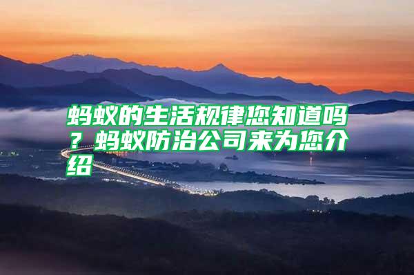 螞蟻的生活規(guī)律您知道嗎？螞蟻防治公司來為您介紹