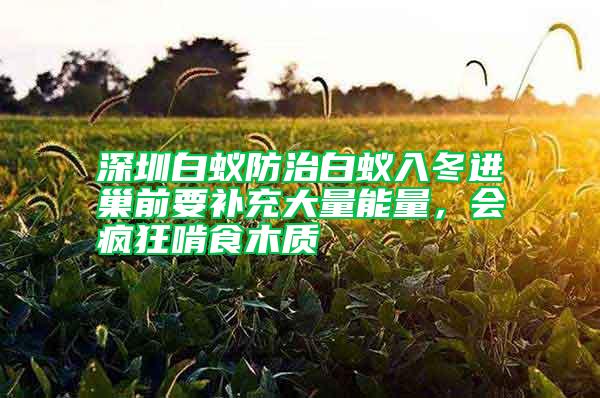 深圳白蟻防治白蟻入冬進巢前要補充大量能量,會瘋狂啃食木質