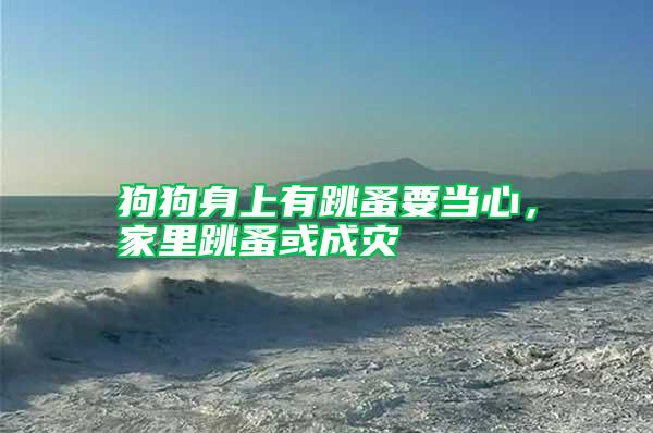 狗狗身上有跳蚤要當心，家里跳蚤或成災