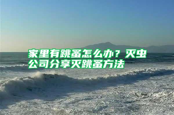 家里有跳蚤怎么辦？滅蟲公司分享滅跳蚤方法