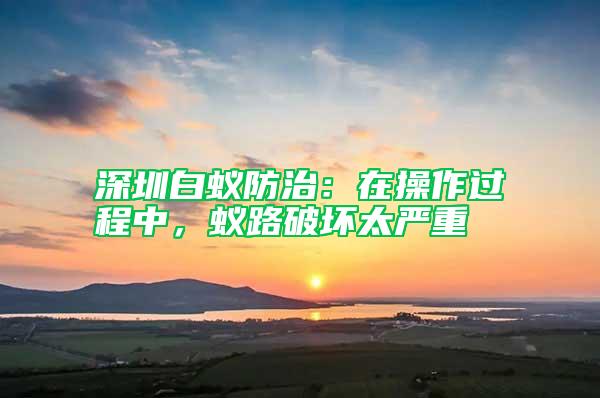 深圳白蟻防治:在操作過程中,蟻路破壞太嚴重