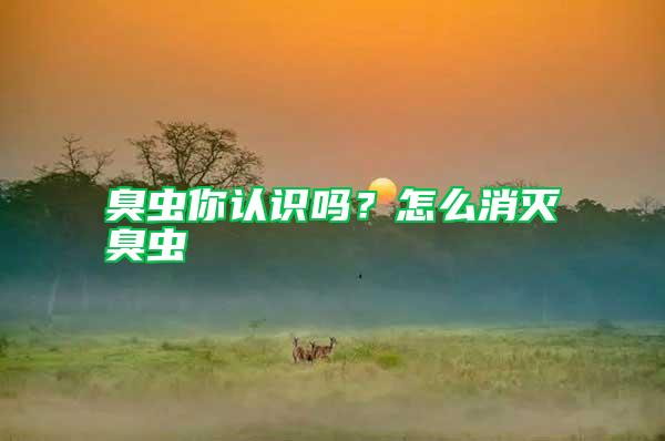 臭蟲你認識嗎？怎么消滅臭蟲