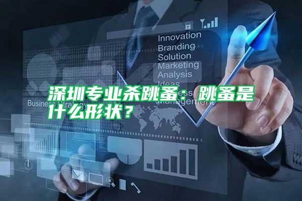深圳專業殺跳蚤:跳蚤是什么形狀?