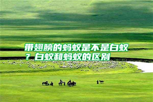 帶翅膀的螞蟻是不是白蟻？白蟻和螞蟻的區(qū)別