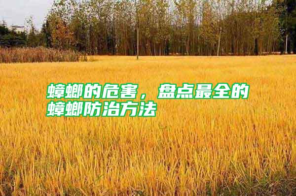 蟑螂的危害,盤點最全的蟑螂防治方法