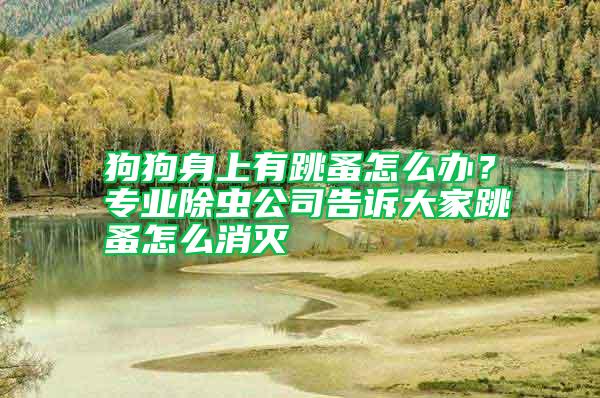 狗狗身上有跳蚤怎么辦？專業除蟲公司告訴大家跳蚤怎么消滅