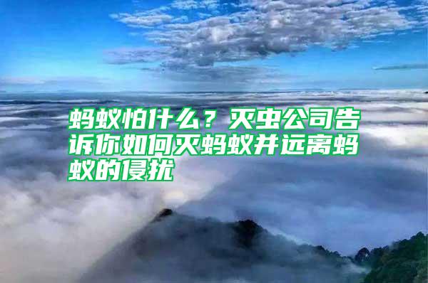 螞蟻怕什么？滅蟲公司告訴你如何滅螞蟻并遠離螞蟻的侵擾