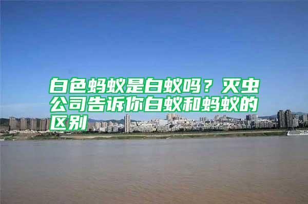 白色螞蟻是白蟻嗎？滅蟲公司告訴你白蟻和螞蟻的區別