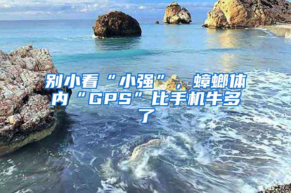 別小看“小強”，蟑螂體內“GPS”比手機牛多了