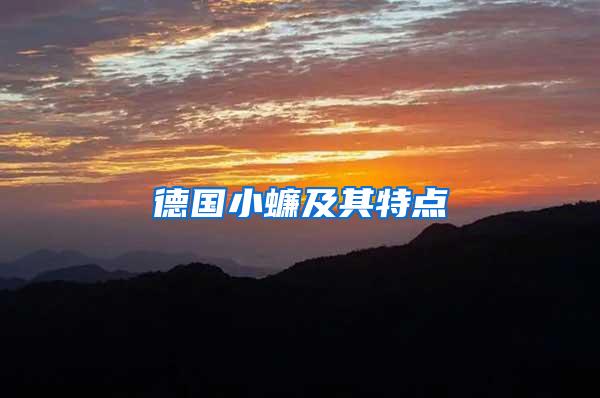 德國(guó)小蠊及其特點(diǎn)
