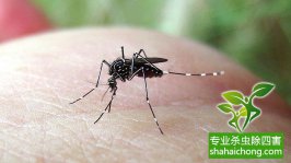 寨卡病毒蔓延全球或成真，家里如何做到沒蚊子