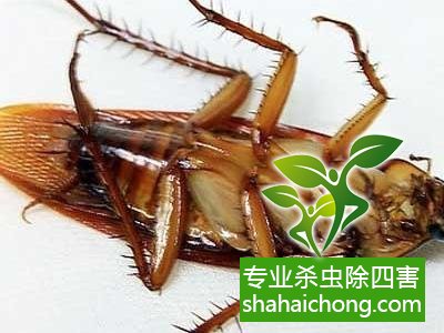 殺蟑螂公司怎么樣滅蟑螂