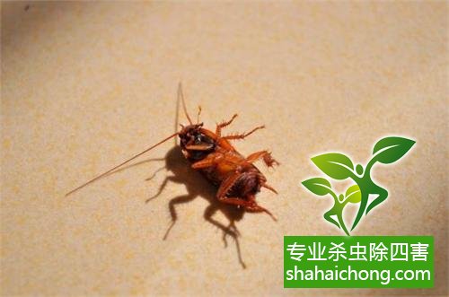 家里有蟑螂怎么辦,蟑螂怎么消滅 殺蟑螂公司怎么樣滅蟑螂