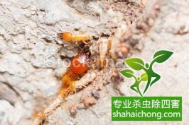 深圳白蟻防治的治白蟻專業技術