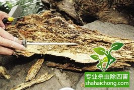深圳白蟻防治對藥品及挖巢穴分析