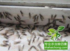 深圳白蟻防治公司 閑置房全封閉后怎么還有白蟻入侵？
