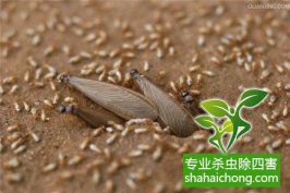 深圳白蟻防治：在消化纖維素的過程中，白蟻和多鞭毛蟲互相合作