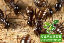 深圳白蟻防治：主要通過“爬、飛、帶”三種途徑入侵居民家