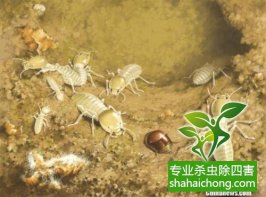 深圳白蟻防治公司的新增業(yè)務(wù)內(nèi)容：熏蒸服務(wù)