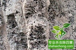 深圳白蟻防治公司：討論白蟻族群滅治系統防治保國寺古建筑群白蟻