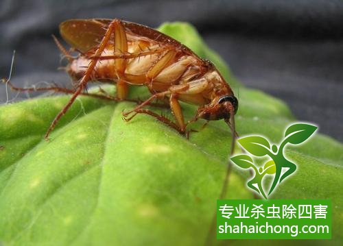 家里有蟑螂怎么辦,蟑螂怎么消滅 殺蟑螂公司怎么樣滅蟑螂