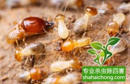 深圳白蟻防治公司介紹白蟻預(yù)防流程