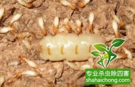 深圳白蟻防治：主要生活在木材或樹干、樹根內