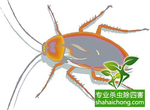 除蟑螂滅蟑螂的方法 如何消滅蟑螂,怎么樣滅除蟑螂