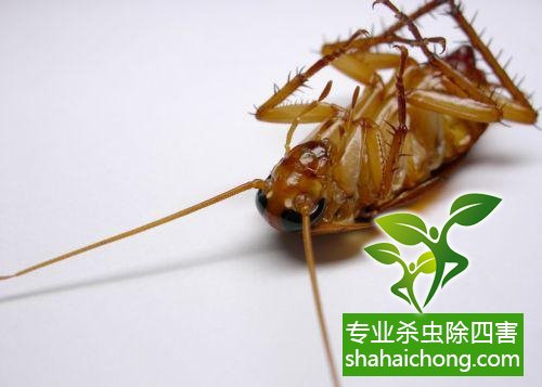 家里有蟑螂怎么辦,蟑螂怎么消滅 殺蟑螂公司怎么樣滅蟑螂