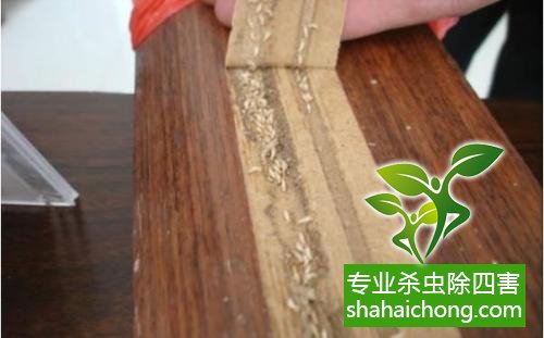 防治白蟻,白蟻防治方法 白蟻怎么治,白蟻防治方法