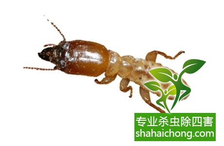 防治白蟻,白蟻防治方法 白蟻怎么治,怎么防治白蟻方法