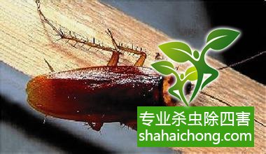 殺蟑螂公司怎么樣滅蟑螂