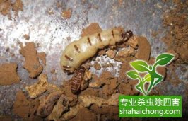 深圳白蟻防治白蟻愛(ài)吃電纜 地鐵也很怕它