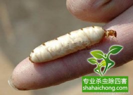 深圳白蟻防治：裝修過(guò)程中進(jìn)行白蟻預(yù)防