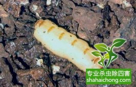 深圳白蟻防治公司 房屋白蟻防治 裝修殺白蟻  羅湖深圳專業(yè)滅白蟻服務(wù)