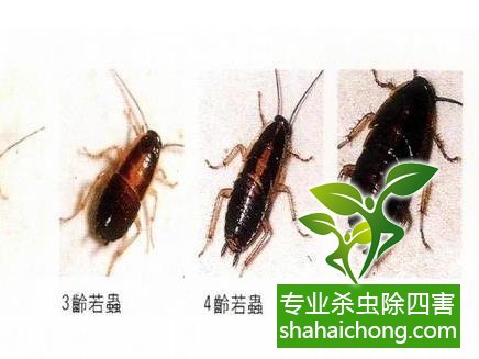 如何消滅蟑螂,怎么樣滅除蟑螂