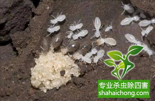 防治白蟻,白蟻防治方法 白蟻怎么治,怎么防治白蟻方法